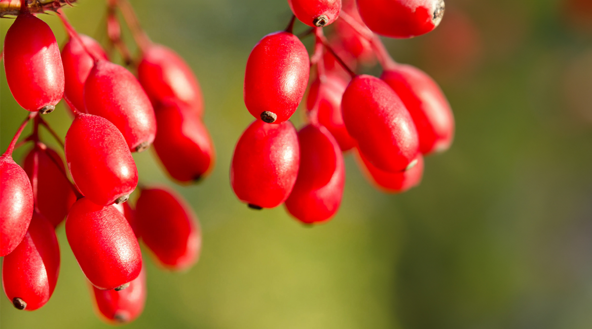 Fruto de berberina de color rojo fuerte