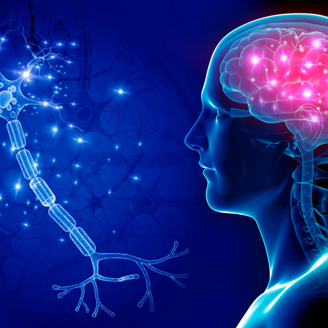 Psicobioticos