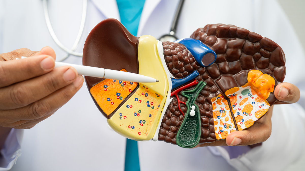 Profesional de la salud señalando con un lápiz un modelo anatómico del hígado