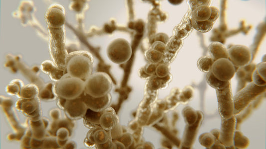 Candida albicans, el hongo causante de la candidiasis crónica